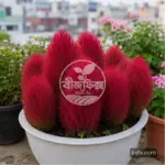 লাল কোচিয়া ফুলের বীজ