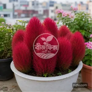 লাল কোচিয়া ফুলের বীজ
