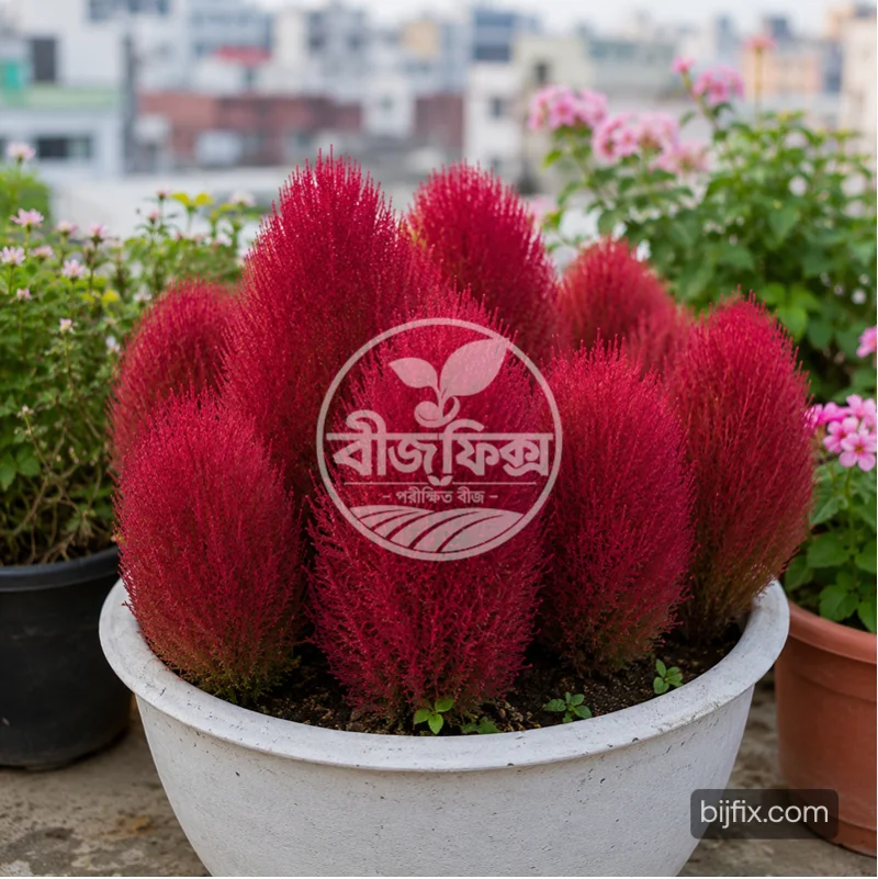 লাল কোচিয়া ফুলের বীজ